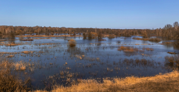 Кругом весенняя вода. / ...