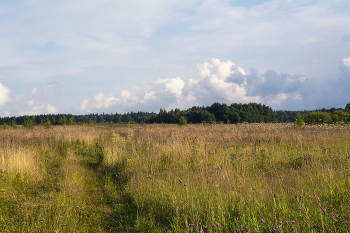 летний пейзаж / лето, Подмосковье