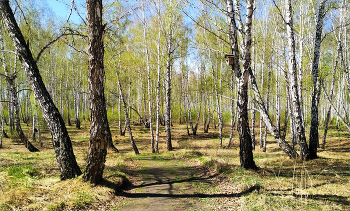 Среди майских берёз / Ясный теплый майский день! Пробивается молодая зелень. Вновь возрождается жизнь. Было замечательно прогуляться по берёзовой роще.