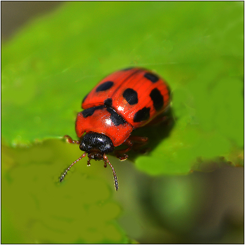 Настроение. / Семейство ЛИСТОЕДЫ.