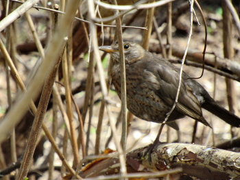 Слеток черного дрозда / Самые ранние птенцы - у черного дрозда Turdus merula.