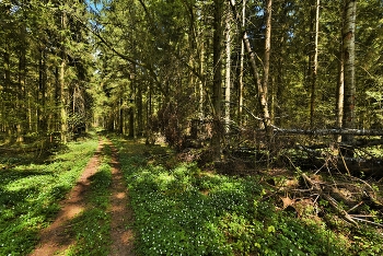 Дорога в майском лесу ... / Майский этюд ...