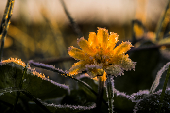 Все цветы замёрзли на лугу. / Весенние заморозки. Месяц май.