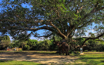 Баньян / Вьетнам. Даклак. Деревня мнонгов