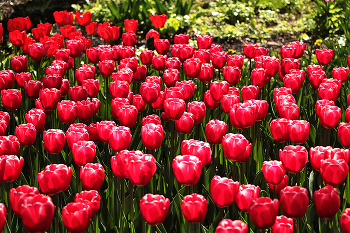 С днём Победы! / ***