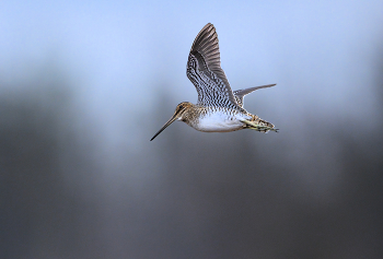 Wilson's snipe / Wilson's snipe