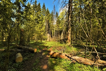 Майским днем в лесу ... / Майский этюд ...