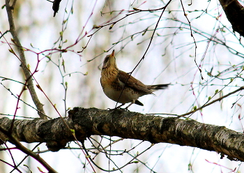 Весенняя песнь! / Птицы весной!