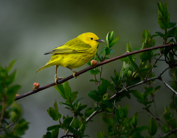 American yellow warbler / American yellow warbler