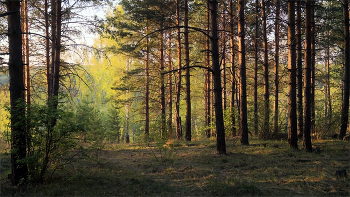 Майский лес / Южный Урал