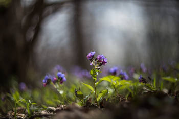 &nbsp; / медуница, гелиос 40-2С 85mm f/1.5