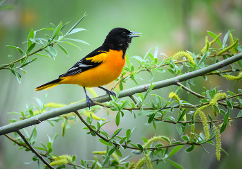 Baltimore Oriole (m) / Baltimore Oriole (m)