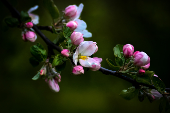 Яблонька / в Лошицком парке