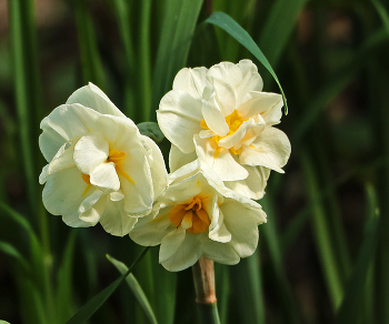 Майское трио / ***