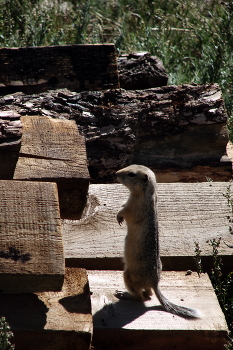Суслик / Неожиданный кадр