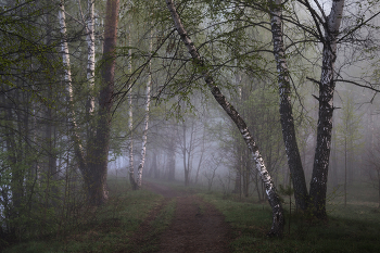 Весеннее утро / утро, весна, туман, Фрязино, Гребнево