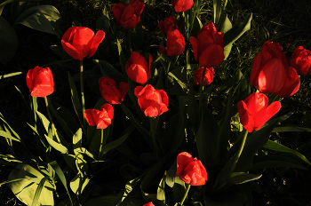 Красные тюльпаны / Красные тюльпаны