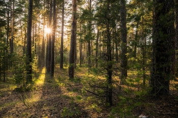 &nbsp; / лесопарк Лебяжье,пригород Казани