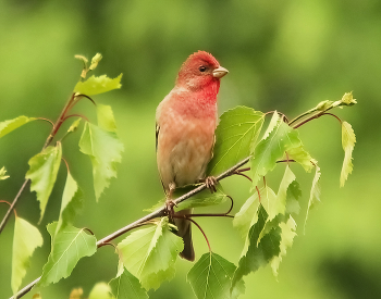 Чечевица / Чечевица