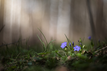 барвинок / цветы, весна, барвинок, гелиос 40-2С 85mm f/1.5