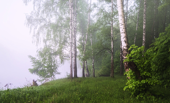 Туман у леса / Майские рассветы