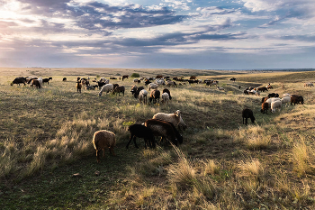 Пастораль / Harmlessly passing your time in the grassland away...