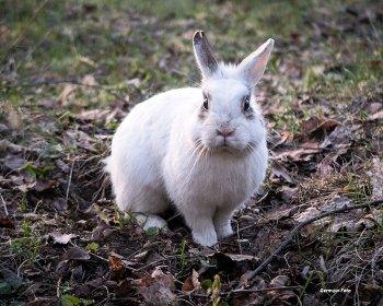 любопытный / Кролик на полянке