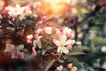 Цветение... / ...