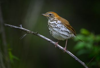 Wood Thrush (Hylocichla mustelina) / Древесный, или американский лесной дрозд
