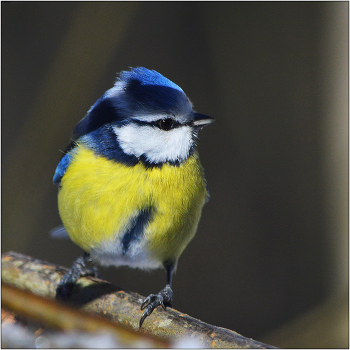 Тень. / Лазоревка - Parus caeruleus.