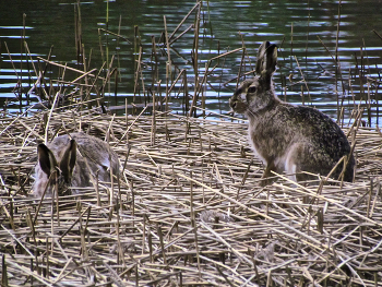 Одного поймал :) / За двумя зайцами погонишься — ни одного не поймаешь

Берег Финского залива, Вуосаари