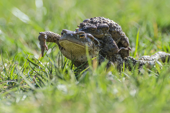 Далёкие странники / Серые жабы. Брачный сезон. Россия. Тульская область.
