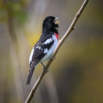 Rose-breasted Grosbeak / Rose-breasted Grosbeak