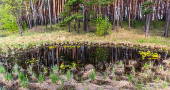 Маленькое зеркальце лесное. / ...