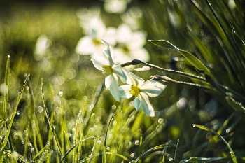 Майское цветение / Ранним утром в саду
