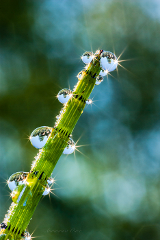 Утренняя роса на хвоще. / 2008 год. Штатив.