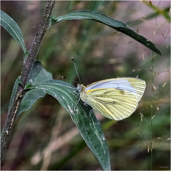 &nbsp; / Брюквенница, или белянка брюквенная (Pieris napi). Самец