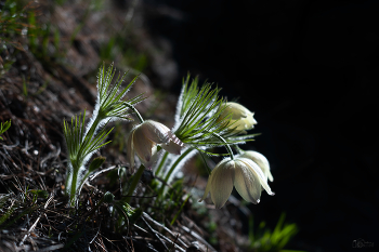 Лютики цветочки... / Красноярский край.