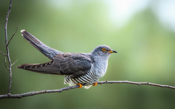 В тельняшке / Удалось заманить обыкновенную кукушку, куковавшую неподалеку, на ту же веточку, на которой я снимал золотистых щурок. Получается, что в данном случае кукушка - побочный продукт съемки щурок. Полосатый бонус, так сказать...