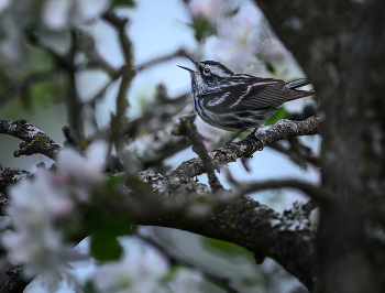 Black-and-white warbler / Black-and-white warbler