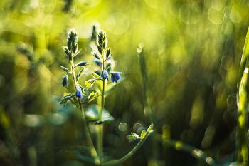 Цветы луговые / На рассвете