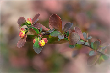 Бутоны барбариса / https://irina-pro-photo.ru/flowers