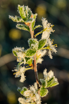 веточка цветущего тёрна / морозное утро