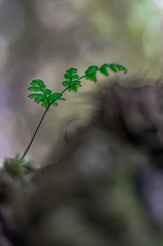 Минимализм в природе / Беларусь.
Могилевская область.