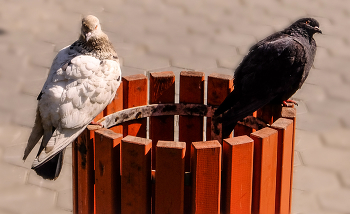 И вечный вопрос во взгляде - Что надо ? / ***