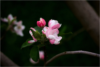 &nbsp; / Яблонька цветет