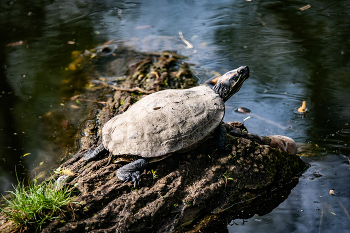 черепашка на пеньке / Nikon D 700 +Мто 8 500 мм