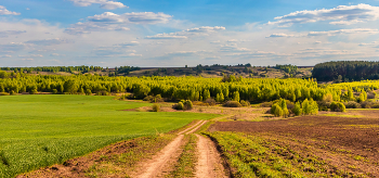 Между полей в весенний лес. / ...