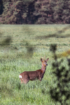 На лесных тропинках... / Беларусь.
Могилевская область.