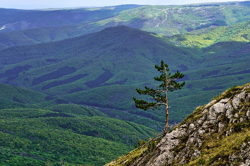 Одинокая сосна / Крым. Чатыр-Даг. Холодный кулуар